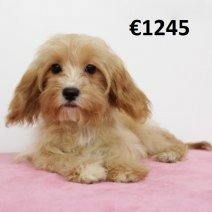 Cavapoo 010225 F(HU1179) 070625.jpg