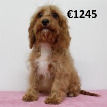 Cavapoo 010225 F(HU1180) 070625.jpg