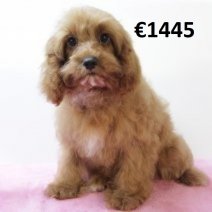 Cavapoo 010225 F(HU1181) 070625.jpg