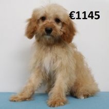 Cavapoo 010225 M(HU1172) 070625.jpg