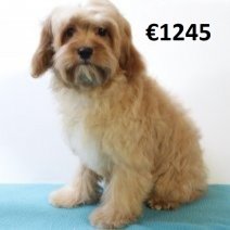 Cavapoo 010225 M(HU1176) 070625.jpg