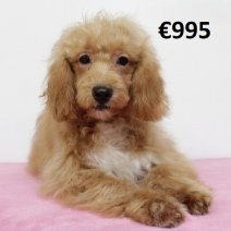 Cavapoo 011224 F(HU2442) 070625.jpg