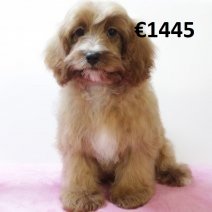 Cavapoo 290125 F(HU1174) 070625.jpg