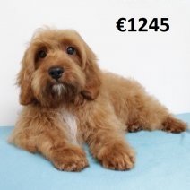Cavapoo 290125 M(HU1169) 070625.jpg