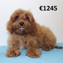 Cavapoo 290125 M(HU1170) 070625.jpg