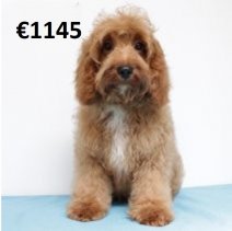 Cavapoo 290125 M(HU1171) 070625.jpg