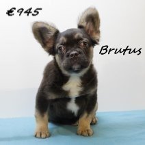 franse bulldog fluffy Brutus M 231224 (SK5242) 150425.jpg