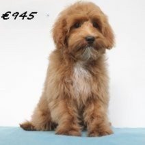 maltipoo 241224(HU5251) 090525.jpg