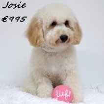 Maltipoo Josie 011224 F(HU2440) 160625.jpg