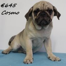 mops Cosmo M 020125(HU9721)270525.jpg