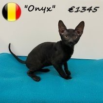 Cornish Rex 100325 M (BE6594) 030625.jpg