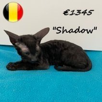 Cornish Rex 100325 M (BE6730) 030625.jpg