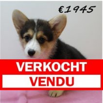 Welsh Corgi F 050325 (HU1304) 250625 Verkocht - Vendu.jpg