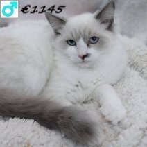 Ragdoll 080125 M(CZ3676) 110625.jpg