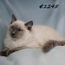 Ragdoll M 140225(CZ4190) 170625.jpg