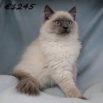 Ragdoll M 140225(CZ41392) 170625.jpg