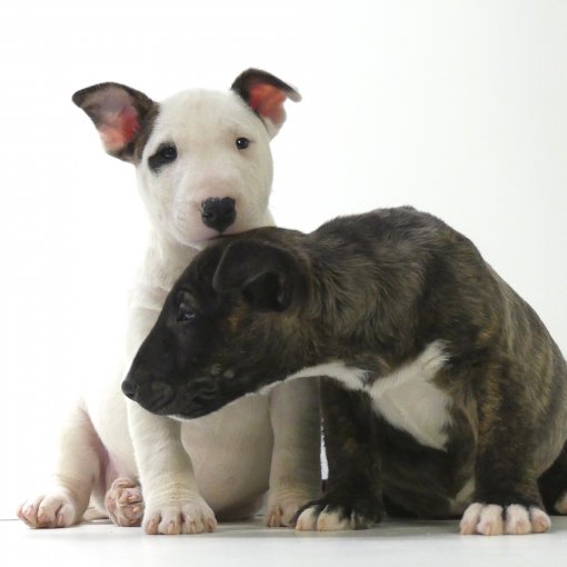 bull terrier miniatuur4.jpg