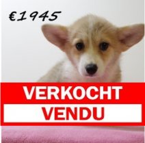 Welsh Corgi F 050325 (HU1303) 250625 Verkocht - Vendu.jpg