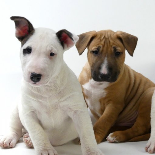 Bull Terrier miniatuur2.jpg