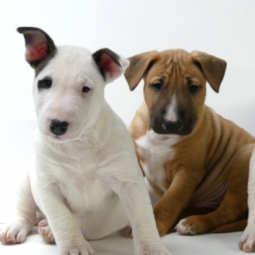 Bull Terrier miniatuur2.jpg