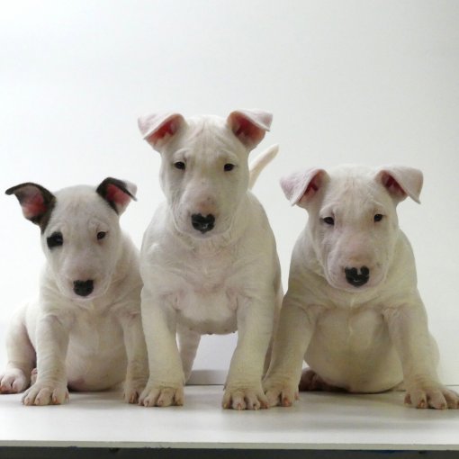 bull terrier miniatuur3.jpg