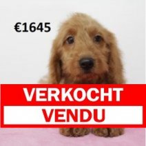 X cockapoo F 060125 (HU9685) 080525 Verkocht - Vendu.jpg