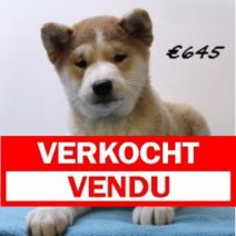 Shiba Inu 040125 M(HU9670) 230425 Verkocht - Vendu.jpg