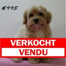 Maltipoo 011224 F (SK2441) 150425 Verkocht - Vendu.jpg