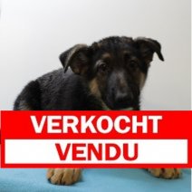 Duitse Herder M 300325 (BE3103) 110625 Verkocht - Vendu.jpg