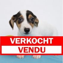Jack Russell 030425 M(BE6788) 010625 Verkocht - Vendu.jpg