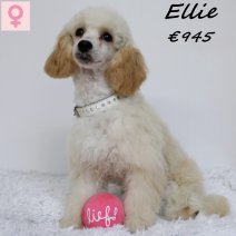 Dwergpoedel Ellie 091224 F(HU9624) 150625.jpg