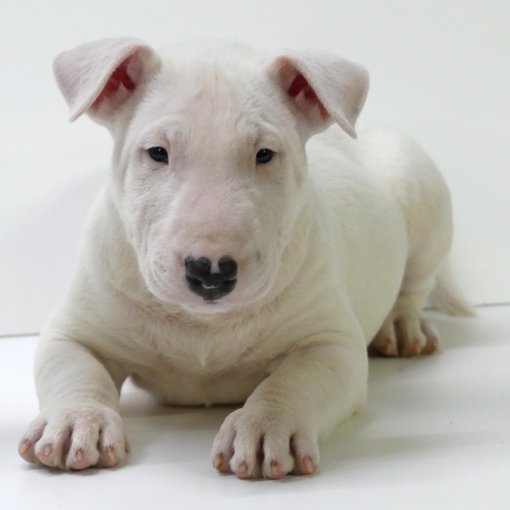 bull terrier miniatuur1.jpg