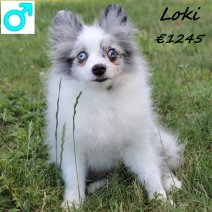 Kees Loki 050125 M(HU9666) 300625.jpg