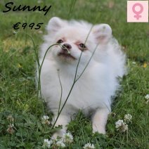 Kees Sunny 040125 F(HU9676) 300625.jpg