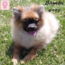 Kees Bambi 040125 F(HU1131) 300625.jpg