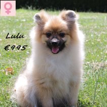 Kees Lulu 040125 F(HU9664) 300625.jpg