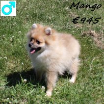 Kees Mango 040125 M(HU1130) 300625.jpg