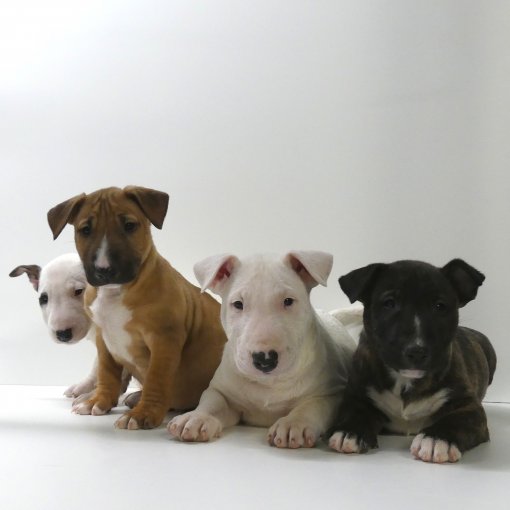 bull terrier miniatuur.jpg