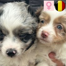 Mini Aussie pup teef (BE) beschikbaar vanaf 300725.jpg