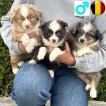 Mini Aussie pups reuen (BE) beschikbaar vanaf 300725.jpg