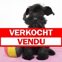 Schnoodel 100225 F (BE6647) 120525 verkocht  - vendu.jpg