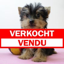Yorkshire Terrier 310325 F(BE7038) 130625 verkocht - vendu.jpg