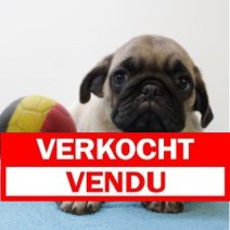 Mops M 060425 (BE5170) 110625 Verkocht - Vendu.jpg