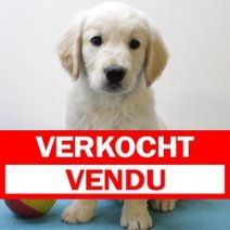 golden retriever  290425 M(BE6786) 270625 Verkocht - Vendu.jpg