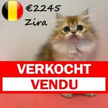 Britse Langhaar Zira 080325 F (BE6662) 030625 Verkocht - Vendu.jpg