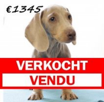 Teckel M 080325 (HU1296) 250625 Verkocht - Vendu.jpg