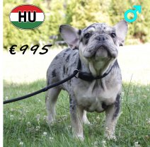 Franse Bulldog 030125 M(HU9709) 020725 -1.JPG