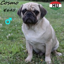 Mops Cosmo 020125 M(HU9721) 300625.jpg