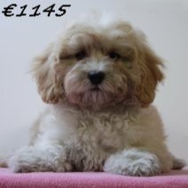 Maltipoo 050125 F(HU1121) 230425..jpg