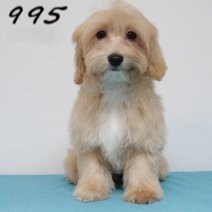 maltipoo M 050125 (HU1115) 130525..jpg